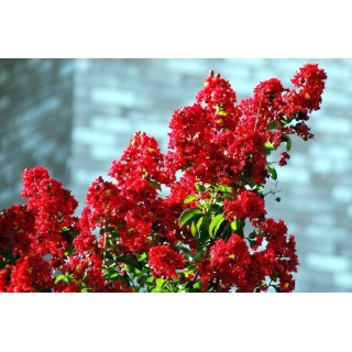 Lagerstroemia czerwona!Najdłużej kwitnace na ziemi