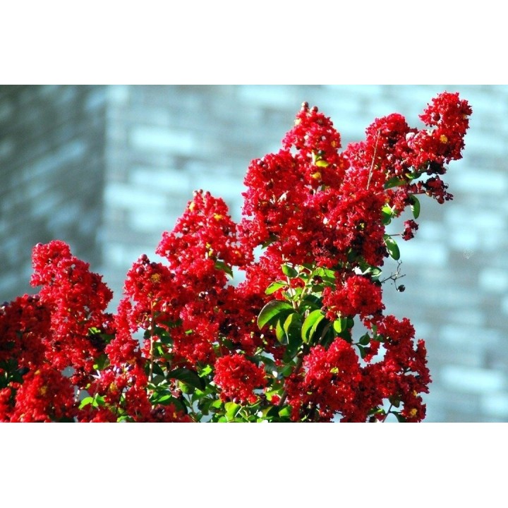 Lagerstroemia czerwona!Najdłużej kwitnace na ziemi