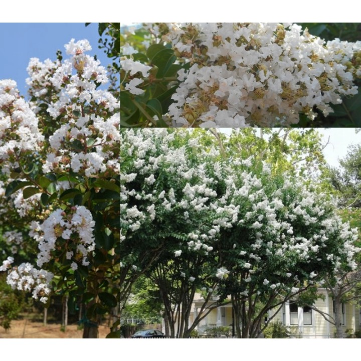 Lagerstroemia Biała pięknie kwitnący krzew Hit !!