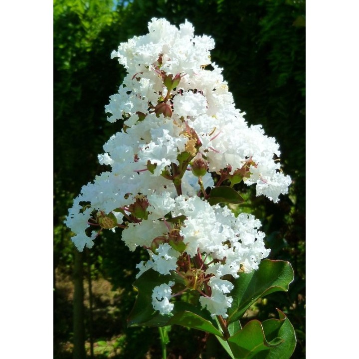 Lagerstroemia Biała pięknie kwitnący krzew Hit !!