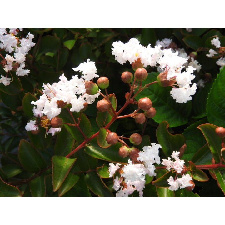 Lagerstroemia Biała pięknie kwitnący krzew Hit !!