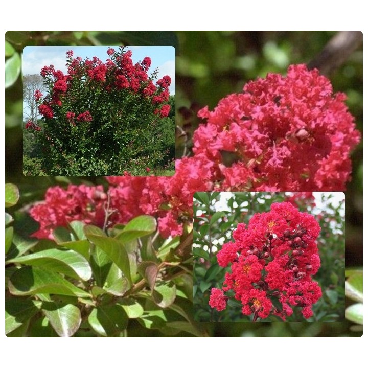 Lagerstroemia czerwona!Najdłużej kwitnace na ziemi