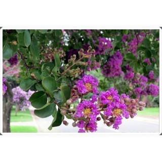 Lagerstroemia fioletowa Kwitnący Bez Południa HIT