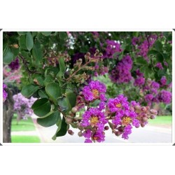 Lagerstroemia indyjska fioletowa Bez Południa (Lagerstroemia indica) sadzonka 30-40 cm