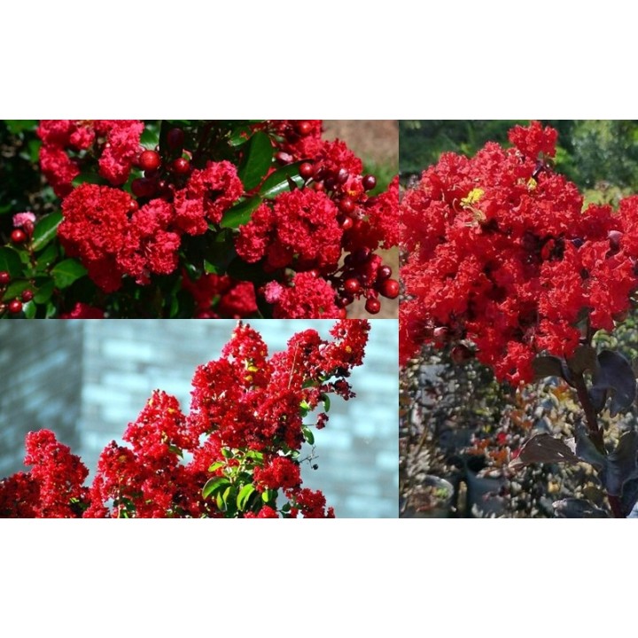 Lagerstroemia czerwona!Najdłużej kwitnace na ziemi