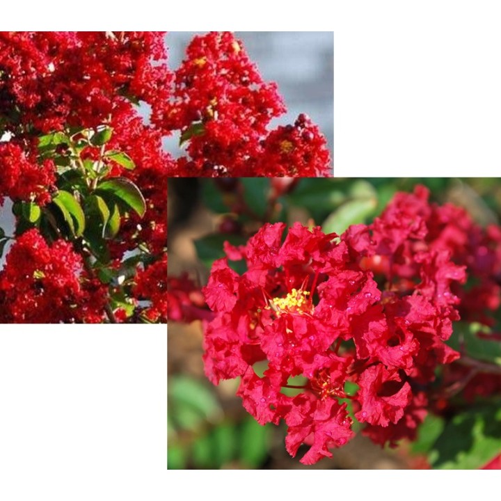 Lagerstroemia czerwona!Najdłużej kwitnace na ziemi