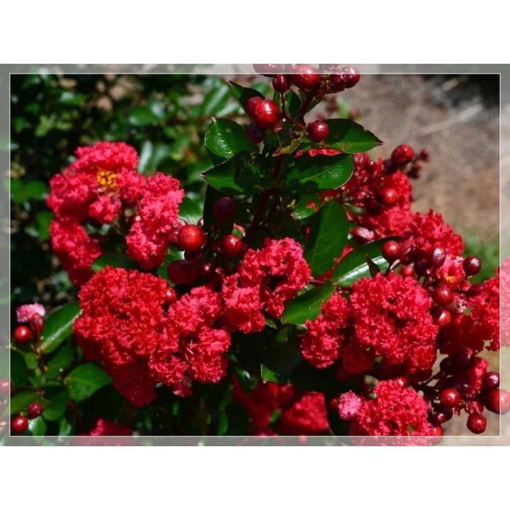 Lagerstroemia czerwona!Najdłużej kwitnace na ziemi