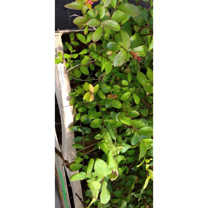 Lagerstroemia fioletowa Kwitnący Bez Południa HIT