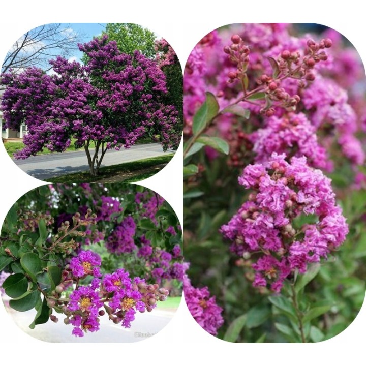 Lagerstroemia fioletowa Kwitnący Bez Południa HIT