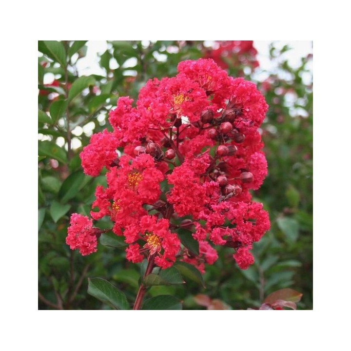 Lagerstroemia czerwona!Najdłużej kwitnace na ziemi