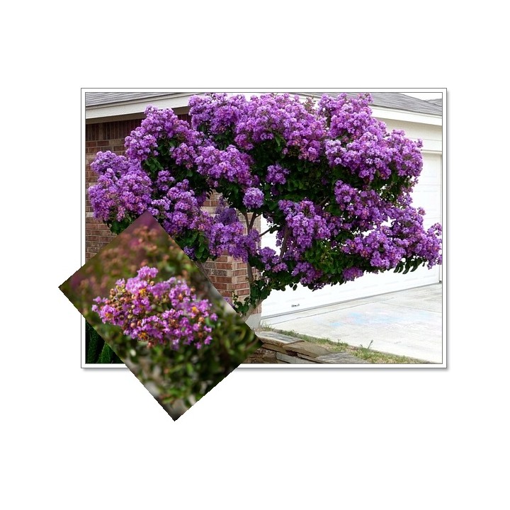 Lagerstroemia fioletowa Kwitnący Bez Południa HIT