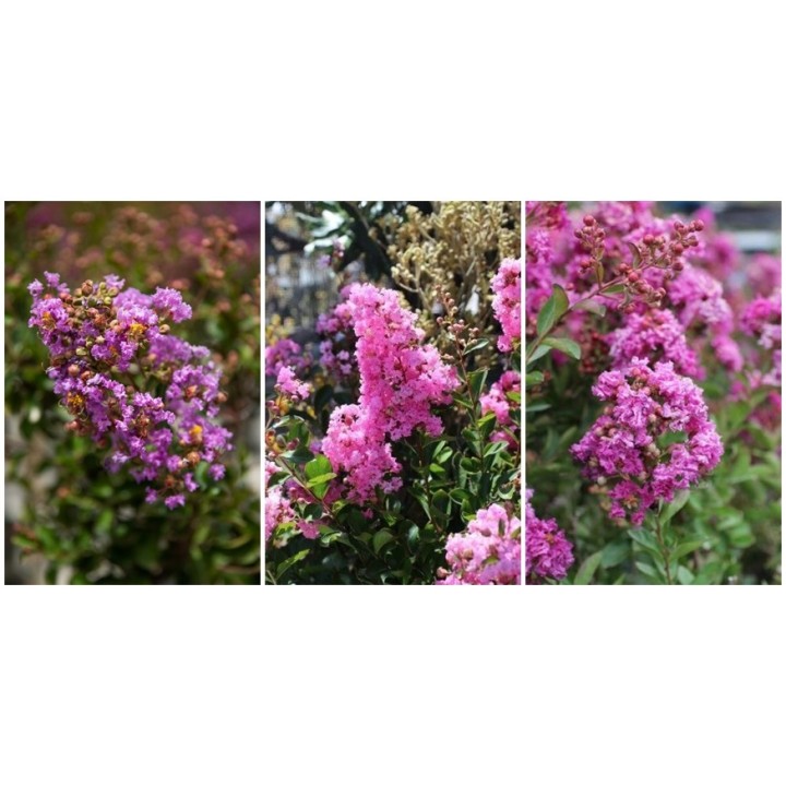 Lagerstroemia fioletowa Kwitnący Bez Południa HIT