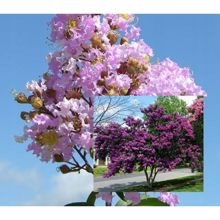 Lagerstroemia fioletowa Kwitnący Bez Południa HIT