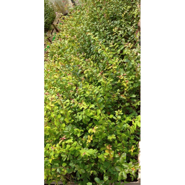 Lagerstroemia fioletowa Kwitnący Bez Południa HIT