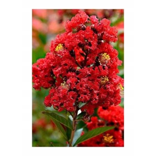 Lagerstroemia indyjska Dynamite sadzonki BEZ POŁUDNIA czerwona