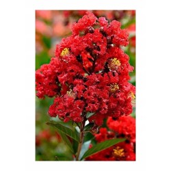 Lagerstroemia 'Dynamite' czerwona (Lagerstroemia indica) sadzonka wys. 30-40 cm