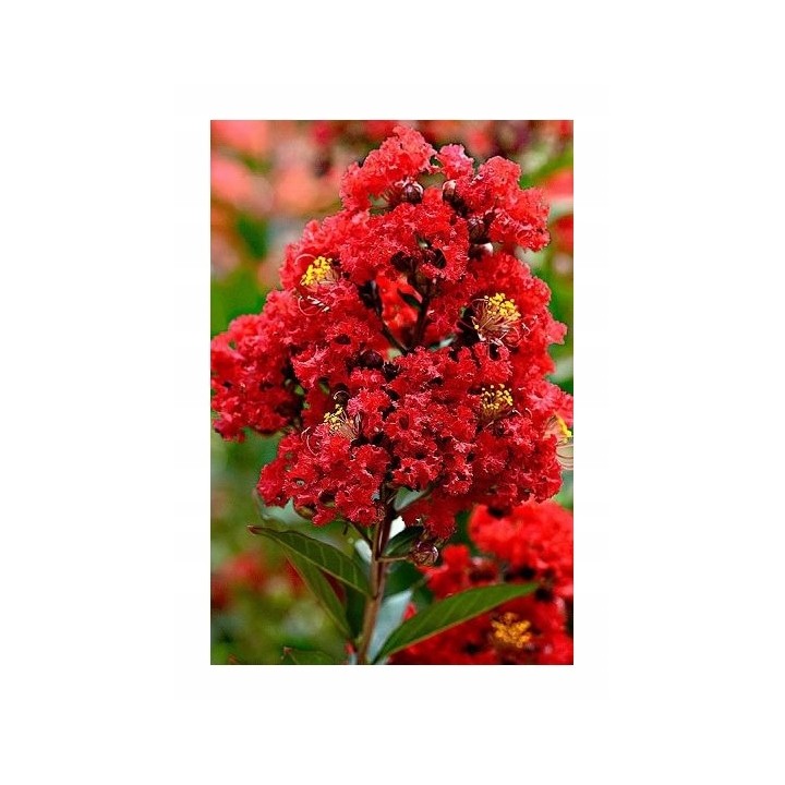 Lagerstroemia indyjska Dynamite sadzonki BEZ POŁUDNIA czerwona