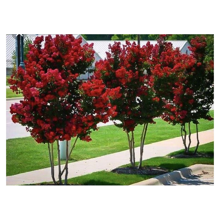 Lagerstroemia indyjska Dynamite sadzonki BEZ POŁUDNIA czerwona