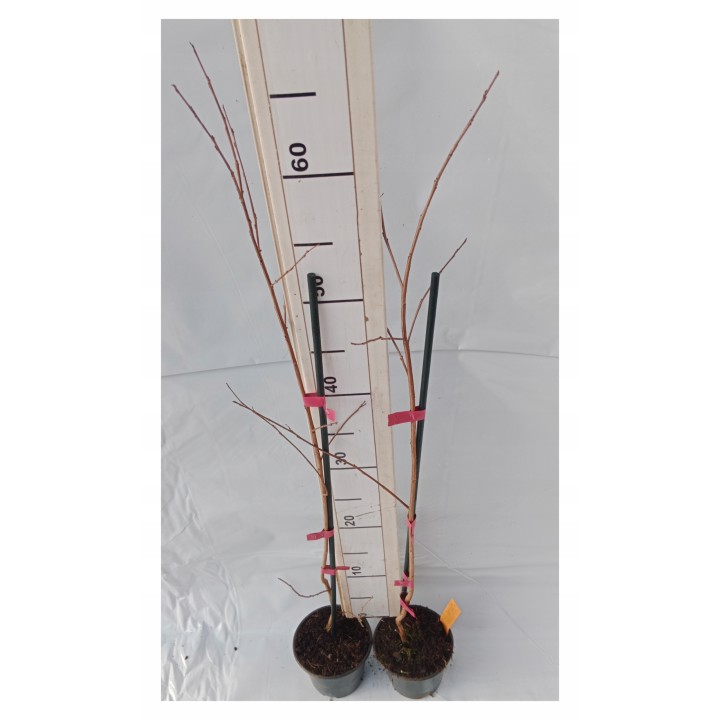 Lagerstroemia indyjska Dynamite sadzonki BEZ POŁUDNIA czerwona