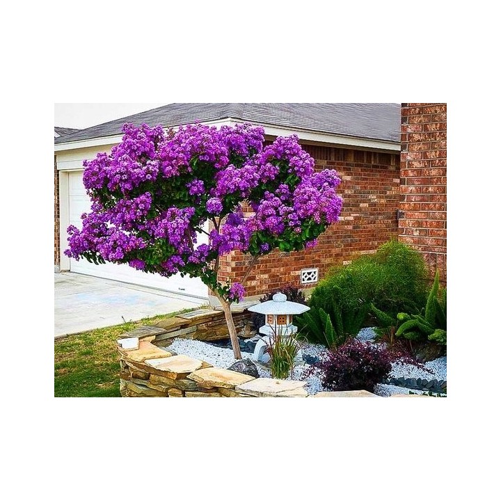 Lagerstroemia fioletowa kwitnie 120 dni w roku miododajna Petite Orchid