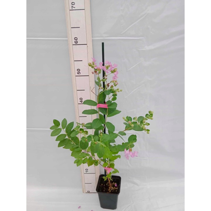 Lagerstroemia fioletowa kwitnie 120 dni w roku miododajna Petite Orchid