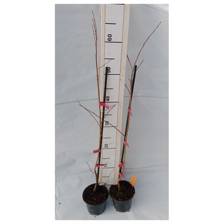 Lagerstroemia indyjska Dynamite sadzonki BEZ POŁUDNIA czerwona