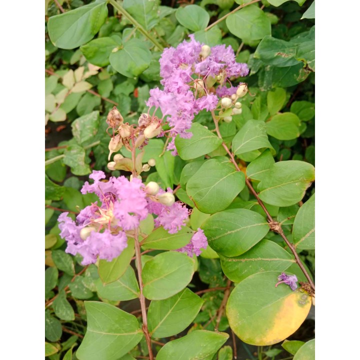 Lagerstroemia fioletowa kwitnie 120 dni w roku miododajna Petite Orchid