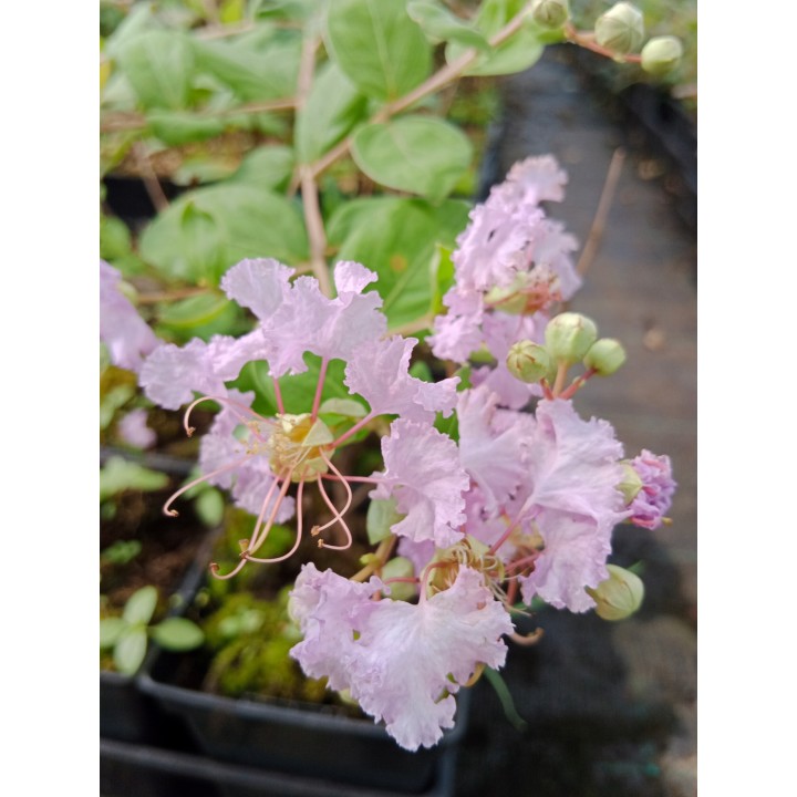 Lagerstroemia fioletowa kwitnie 120 dni w roku miododajna Petite Orchid