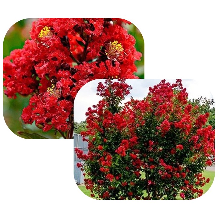 Lagerstroemia indyjska Dynamite sadzonki BEZ POŁUDNIA czerwona
