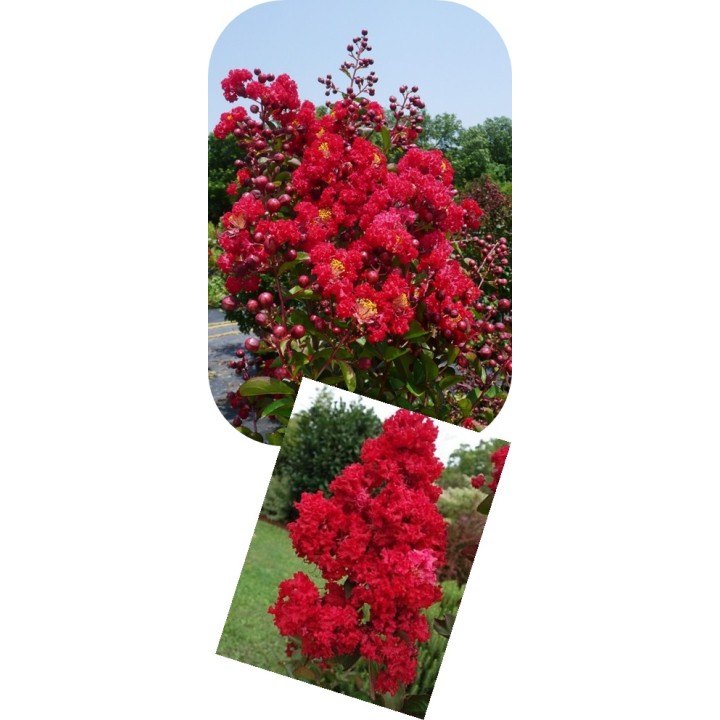 Lagerstroemia indyjska Dynamite sadzonki BEZ POŁUDNIA czerwona