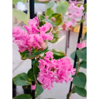 Lagerstroemia różowa kwitnie 120 dni w roku miododajna Bez Południa