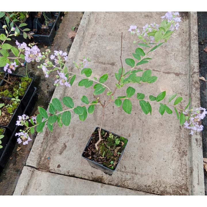 Lagerstroemia fioletowa kwitnie 120 dni w roku miododajna Petite Orchid