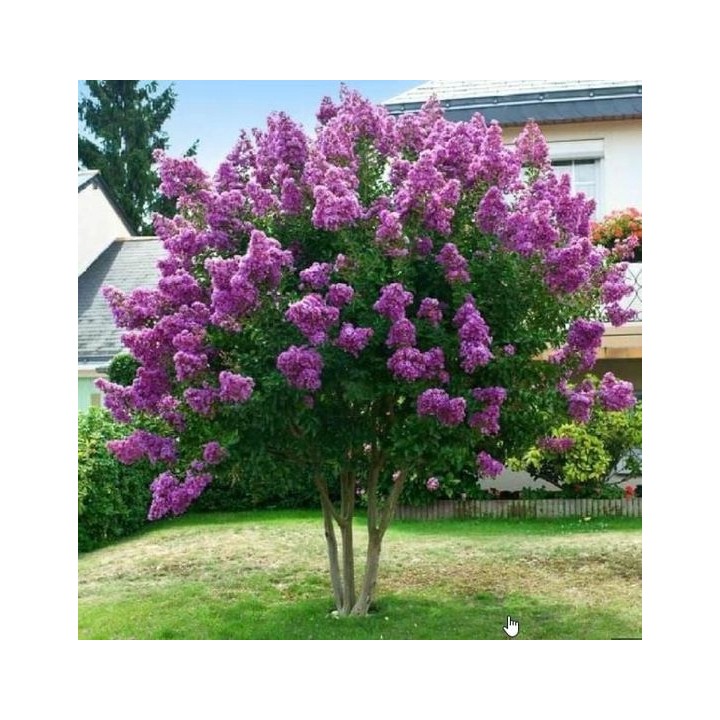 Lagerstroemia fioletowa kwitnie 120 dni w roku miododajna Petite Orchid