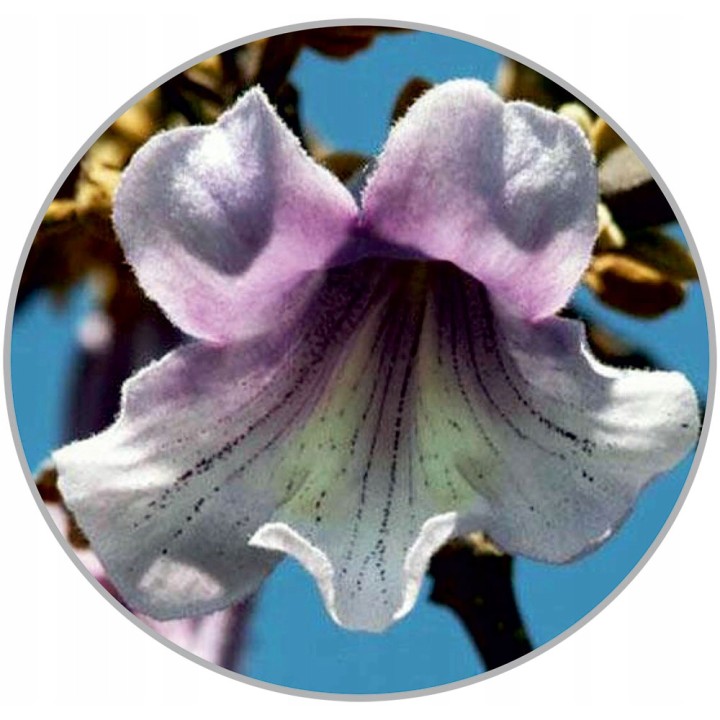 Paulownia Cesarska – Szybkorosnąca sadzonka 50–70 cm (P9) „Drzewo Tlenowe”