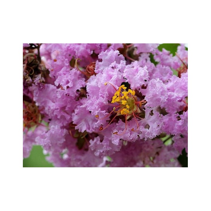 Lagerstroemia fioletowa kwitnie 120 dni w roku miododajna Petite Orchid