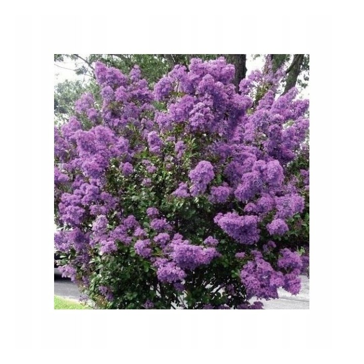 Lagerstroemia fioletowa kwitnie 120 dni w roku miododajna Petite Orchid