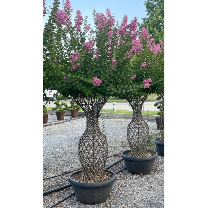 Lagerstroemia różowa kwitnie 120 dni w roku miododajna Bez Południa