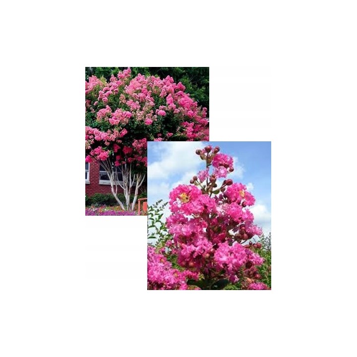 Lagerstroemia różowa kwitnie 120 dni w roku miododajna Bez Południa