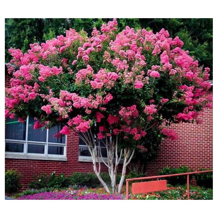 Lagerstroemia różowa kwitnie 120 dni w roku miododajna Bez Południa