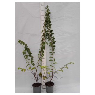 Lagerstroemia Sarah's favorite białe kwiaty Duża kwitnie 120 dni w roku! HIT