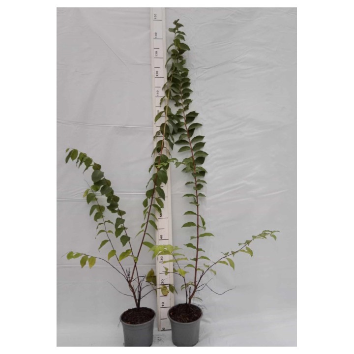 Lagerstroemia Sarah's favorite białe kwiaty Duża kwitnie 120 dni w roku! HIT