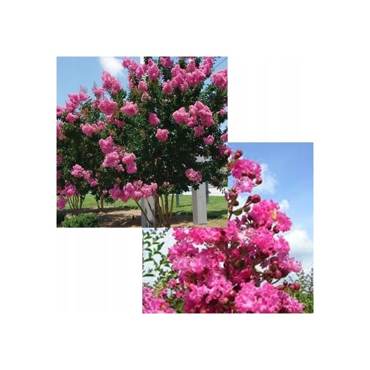 Lagerstroemia różowa kwitnie 120 dni w roku miododajna Bez Południa