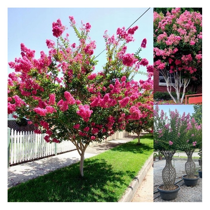 Lagerstroemia różowa kwitnie 120 dni w roku miododajna Bez Południa