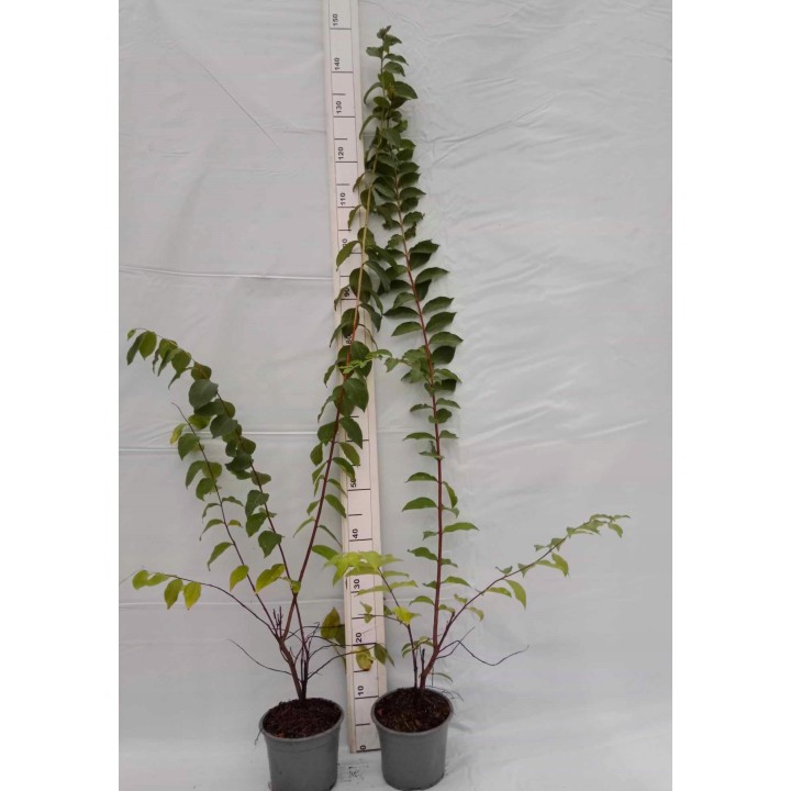 Lagerstroemia Sarah's favorite białe kwiaty Duża kwitnie 120 dni w roku! HIT