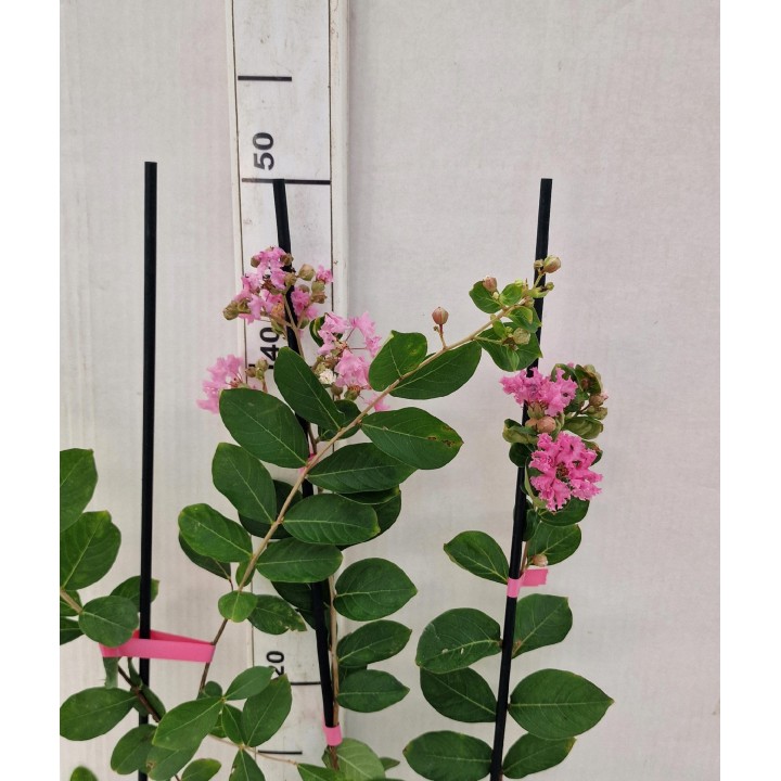 Lagerstroemia różowa kwitnie 120 dni w roku miododajna Bez Południa