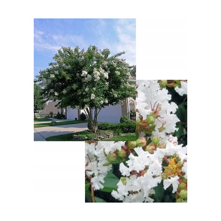 Lagerstroemia Sarah's favorite białe kwiaty Duża kwitnie 120 dni w roku! HIT