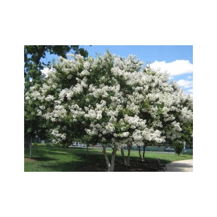 Lagerstroemia Sarah's favorite białe kwiaty Duża kwitnie 120 dni w roku! HIT