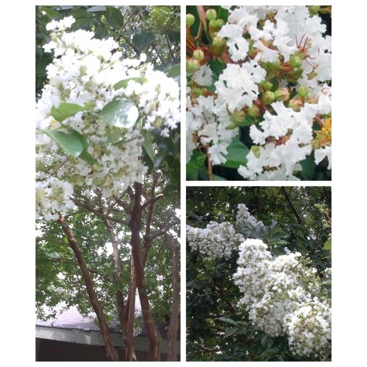 Lagerstroemia Sarah's favorite białe kwiaty Duża kwitnie 120 dni w roku! HIT