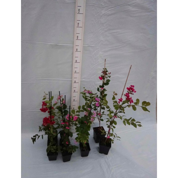 Lagerstroemia różowa kwitnie 120 dni w roku miododajna Bez Południa