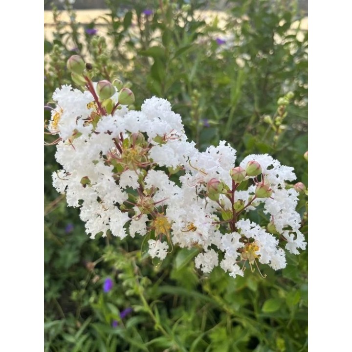 Lagerstroemia Sarah's favorite białe kwiaty Duża kwitnie 120 dni w roku! HIT